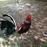 Horace-march-gamefarm, 31 years oldClarendon, Jamaica